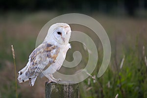 White barn owl