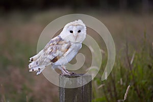 White barn owl on fence post