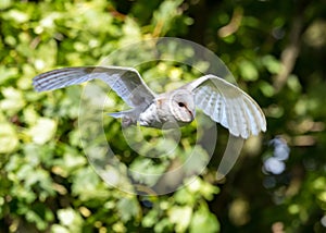 White barn owl takes flight in search of prey in the forest