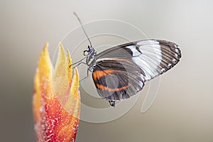 White-barred Longwing Heliconius cydno butterfly on a beautiful orange flower in a summer garden.