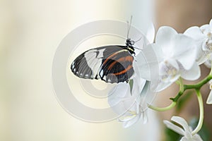 White-barred Longwing Heliconius cydno butterfly on a beautiful white orchid flower in a summer garden.