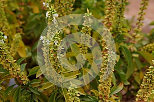 White basil flowers in bloom background, purposely blurred