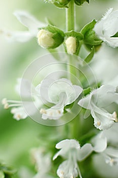 White basil flowers