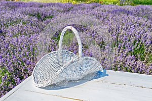 White basket on lavender field