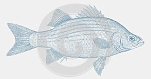 White bass, a freshwater fish from north america in side view photo