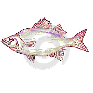 White bass or Morone chrysops Watercolor Illustration