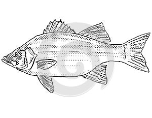 White bass silver bass or sand bass Morone chrysop Freshwater Fish Cartoon Drawing photo