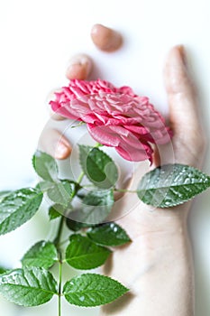 White bath with milk and a rose in female hands. Relaxation and harmony. Spa concept with flowers, relax