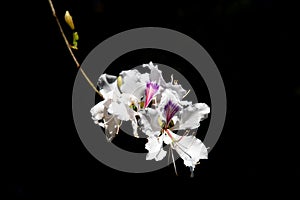 White Bauhinia variegata flower isolate on black background