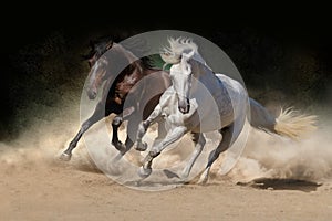 White and bay horse