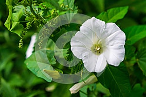 White beach moonflower in a garden surrounded by greenery with a blurry background photo