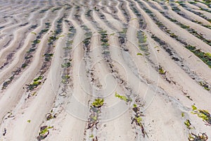 White Beach Sand Fields Meadows Landscape Seascape Nature In Indian Ocean Malindi Kilifi County Kenya East Africa