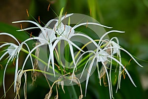 White beach spider lily flower in the garden, Close up & Macro shot, Selective focus
