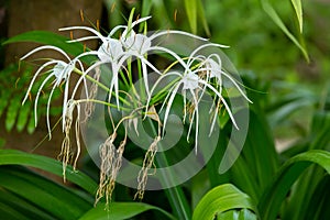 White beach spider lily flower in the garden, Close up & Macro shot, Selective focus