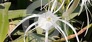 White Beach spider lily Flower on Green Leaves Background