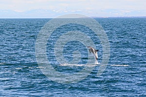 White beaked dolphin