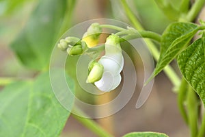 White bean's flower in Prespes, Greece