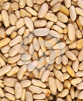 White Beans, phaseolus vulgaris