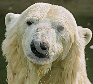 White bear