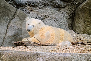 White bear cub. Lying young polar bear. Ursus (Thalarctos) maritimus