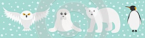White bear, owl, king penguin Emperor Aptenodytes Patagonicus, Seal pup baby harp. Arctic polar animal set. Kids education cards.