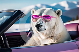 White bear in pink glasses driving a pink car