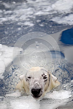 White bear in the sea (Ursus maritimus), Polar bear emerges from under the water
