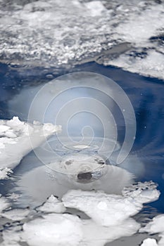 White bear in the sea (Ursus maritimus), polar bear emerges from under the water. sight from under the water