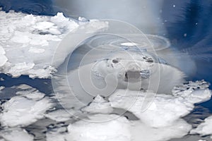 White bear in the sea (Ursus maritimus), polar bear emerges from under the water. sight from under the water