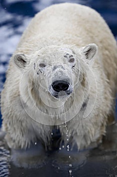 White bear in the sea (Ursus maritimus), swimming in the ice. king of the arctic