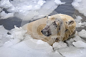 White bear in the sea (Ursus maritimus), swimming in the ice. king of the arctic