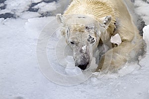 White bear in the sea & x28;Ursus maritimus& x29;, swimming in the ice. king of the arctic