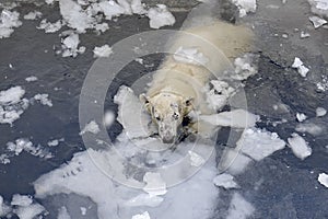 White bear in the sea (Ursus maritimus), swimming in the ice. king of the arctic