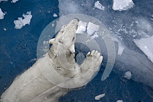 White bear in the sea (Ursus maritimus), swimming in the ice. king of the arctic