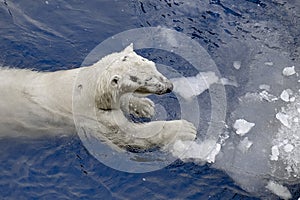 White bear in the sea (Ursus maritimus), swimming in the ice. king of the arctic