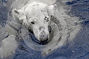 White bear in the sea (Ursus maritimus), swimming in the ice. king of the arctic