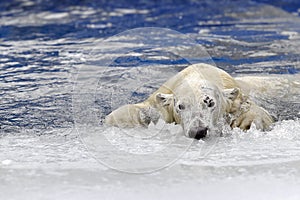 White bear in the sea (Ursus maritimus), swimming in the ice. king of the arctic