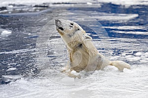 White bear in the sea (Ursus maritimus), swimming in the ice. king of the arctic