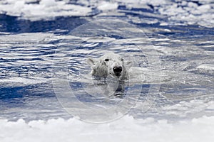 White bear in the sea (Ursus maritimus), swimming in the ice. king of the arctic