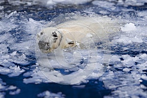 White bear in the sea (Ursus maritimus), swimming in the ice. king of the arctic