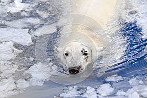 White bear in the sea (Ursus maritimus), swimming in the ice. king of the arctic