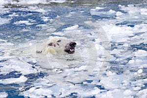 White bear in the sea (Ursus maritimus), swimming in the ice. king of the arctic