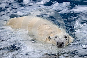 White bear in the sea (Ursus maritimus), swimming in the ice. king of the arctic