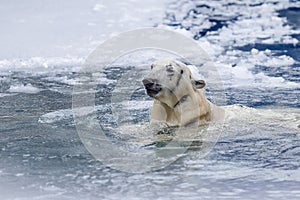 White bear in the sea (Ursus maritimus), swimming in the ice. king of the arctic