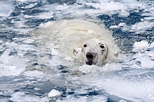 White bear in the sea (Ursus maritimus), swimming in the ice. king of the arctic