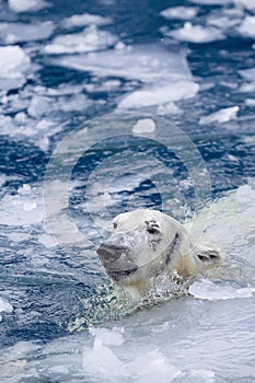 White bear in the sea (Ursus maritimus), swimming in the ice. king of the arctic