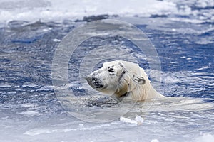 White bear in the sea (Ursus maritimus), swimming in the ice. king of the arctic