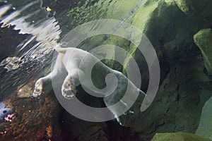 White bear underwater at the zoo