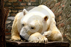 White bear (Ursus maritimus)