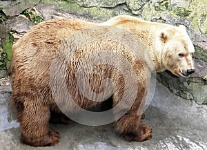 White bear (Ursus maritimus)